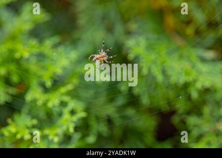 Gros plan d'une araignée sur sa toile sur un fond de forêt vert flou. Concept de construction de toile et comportement des araignées dans les habitats naturels Banque D'Images