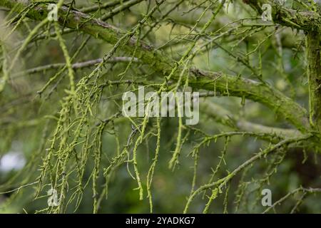 Gros plan de branches d'arbres couvertes de mousse verte et de lichen dans une forêt, mettant en valeur la croissance naturelle et la diversité de l'écosystème Banque D'Images