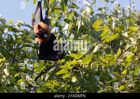 Un renard volant indien, la plus grande espèce de chauve-souris au monde, pend aux branches d'un arbre à Bhaktapur. Banque D'Images