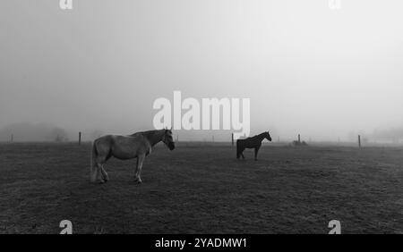 Paysages naturels abstraits et minimalistes chevaux dans un paysage naturel brumeux froid Banque D'Images