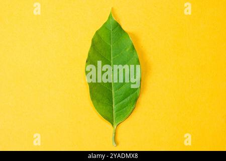 Une seule feuille verte placée sur un fond jaune vif. La feuille est symétrique avec une texture lisse et des veines proéminentes, mettant en valeur son être naturel Banque D'Images