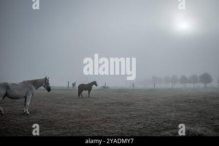 Paysages naturels abstraits et minimalistes chevaux dans un paysage naturel brumeux froid Banque D'Images