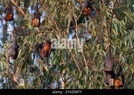 Un renard volant indien, la plus grande espèce de chauve-souris au monde, pend aux branches d'un arbre à Bhaktapur. (Photo Skanda Gautam / SOPA images/SIPA USA) Banque D'Images