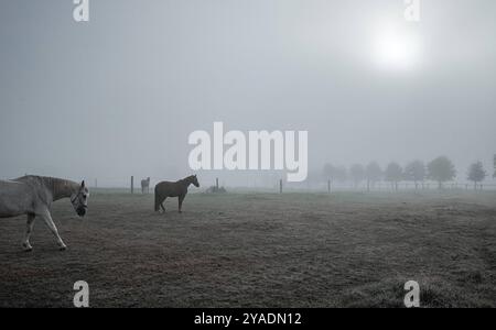 Paysages naturels abstraits et minimalistes chevaux dans un paysage naturel brumeux froid Banque D'Images