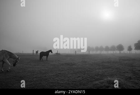 Paysages naturels abstraits et minimalistes chevaux dans un paysage naturel brumeux froid Banque D'Images