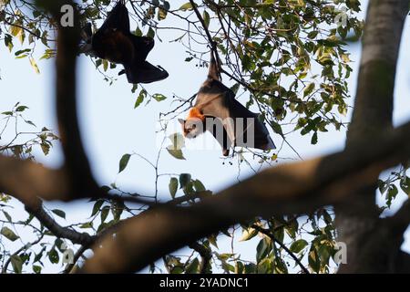 14 octobre 2024, Bhaktapur, Népal : un renard volant indien, la plus grande espèce de chauve-souris au monde, pend aux branches d'un arbre à Bhaktapur. (Crédit image : © Skanda Gautam/SOPA images via ZUMA Press Wire) USAGE ÉDITORIAL SEULEMENT! Non destiné à UN USAGE commercial ! Banque D'Images