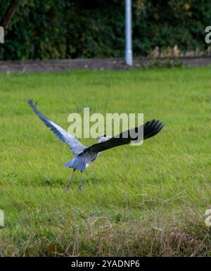 Grace in Motion : un Heron gris s'élève sans effort sur un terrain semi-urbain Banque D'Images