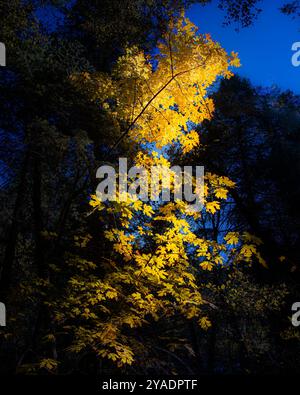 Big Leaf Maple (Acer macrophyllum) feuilles dans des teintes d'automne dorées rétroéclairées par une lumière chaude. Photographié dans le comté de Tehama Californie, Etats-Unis Banque D'Images