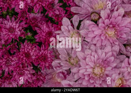 Gros plan de chrysanthèmes roses et magenta recouverts de gouttelettes d'eau après la pluie. Concept de nature fraîche, fleurs d'automne et beauté vibrante du jardin Banque D'Images