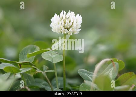 Fleur de trèfle d'Alexandrie Trifolium alexandrinum avec la technique photographique d'empilement d'images, Alcoy, Espagne Banque D'Images