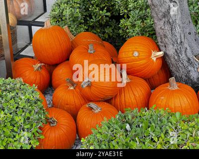 Tas de citrouille Banque D'Images