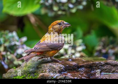 Un mâle bec-croisé rouge (Loxia curvirostra) sur un bain d'oiseau de jardin à l'aspect naturel Banque D'Images