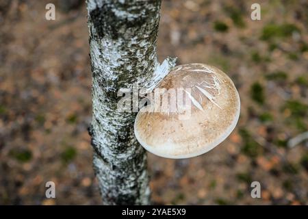 Macro photographie détaillée d'un champignon polypore de bouleau poussant sur un tronc de bouleau. Le champignon a un aspect craquelé et ridé distinctif. PE Banque D'Images