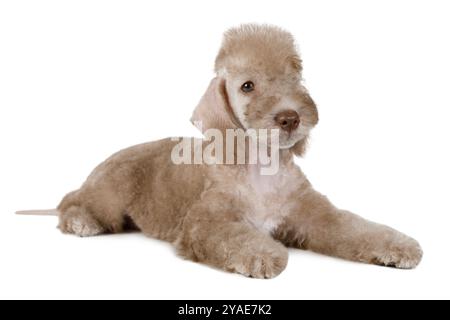 Beige Bedlington Terrier chiot chien couché dans le studio isolé sur un fond blanc Banque D'Images