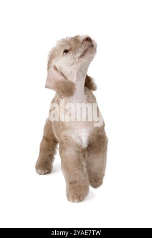 Belle couleur beige Bedlington Terrier chiot chien debout isolé sur un fond blanc Banque D'Images