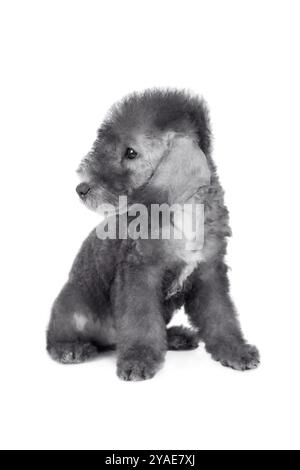 Chien chiot Bedlington Terrier mignon de deux mois assis dans le studio isolé sur un fond blanc Banque D'Images