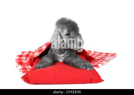 Doux chien chiot Bedlington Terrier de deux mois couché sur un oreiller rouge dans le studio isolé sur un fond blanc Banque D'Images