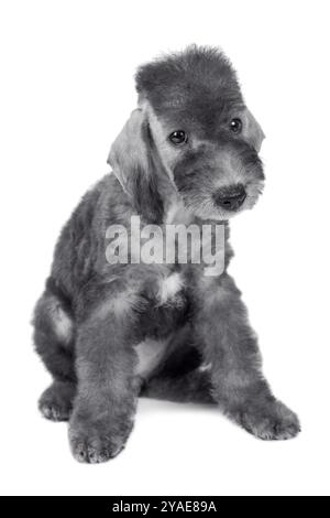 Chien chiot Bedlington Terrier doux de deux mois assis dans le studio isolé sur un fond blanc Banque D'Images