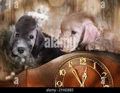 Deux chiots doux Bedlington Terrier à une vieille horloge parmi les décorations de Noël avec guirlandes Banque D'Images