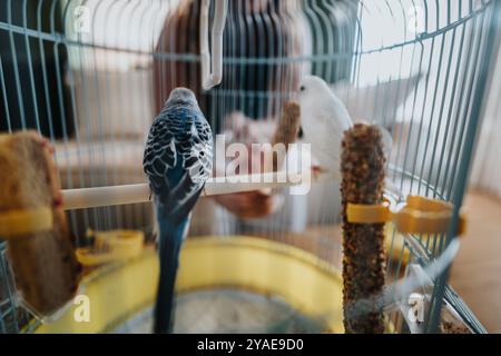 Deux budgerigars perchés dans une cage à oiseaux spacieuse et lumineuse Banque D'Images