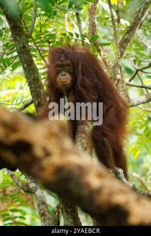 L'orang-outan de Bornéo Pongo pygmaeus singe endémique de Bornéo, avec l'orang-outan de Sumatra (Pongo abelii) et l'orang-outan Tapanuli (Pongo tapanuliensis) sont très élevés Banque D'Images