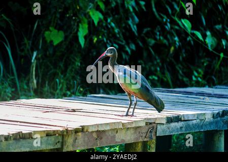 Hadada IBIS ( Bostrychia hagedash) - Ouganda Banque D'Images