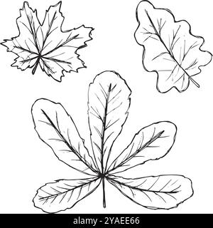 Feuilles d'automne dessinées à la main. Contours Doodle noirs. Silhouettes noires simples sur fond blanc. Illustration de modèle pour impression textile, emballage, etc Illustration de Vecteur