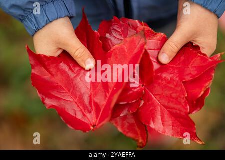 Enfant tenant des feuilles d'automne rouge vif avec les deux mains sur un jour d'automne frais. Concept de nature, changements saisonniers et souvenirs d'enfance Banque D'Images