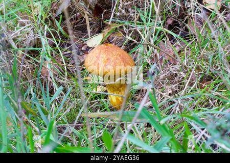 Mélèze bolet (Suillus grevillei) Banque D'Images