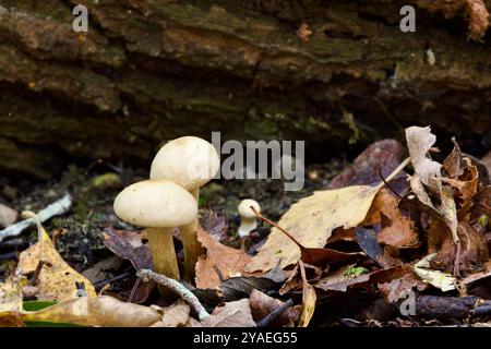 Alder Scalycap (Pholiota alnicola). Banque D'Images