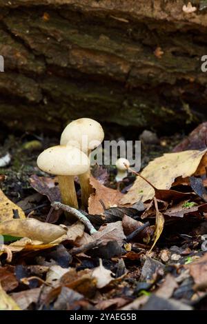 Alder Scalycap (Pholiota alnicola). Banque D'Images