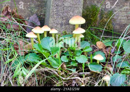 Tuft au soufre (Hypholoma fasciculare). Banque D'Images