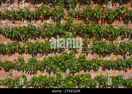 Vue de jardinage plein cadre de la tige principale bien établie et des branches horizontales dressées d'un arbre fruitier de poire espalier supporté et taillé avec lu Banque D'Images