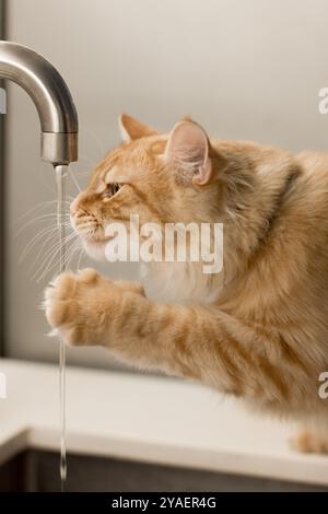 un chat au gingembre avec un pelage moelleux et doux est montré s'engageant dans un moment ludique avec un robinet qui coule. Le chat étire sa patte vers le doux ruisseau Banque D'Images