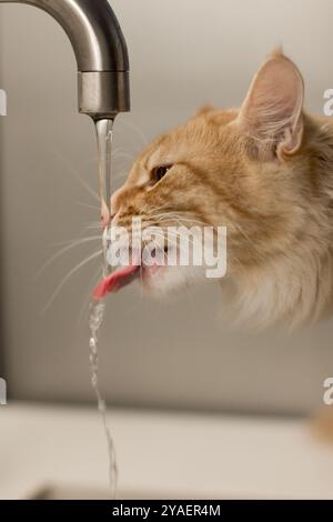 un chat tabby orange est capturé buvant dans un robinet. Sa langue rose est étendue, attrapant gracieusement le mince jet d'eau. L'éclairage doux e Banque D'Images