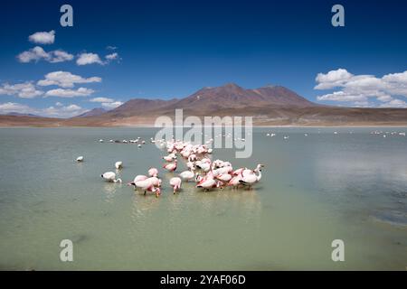 Vue panoramique de Laguna Hedionda et des flamants roses de Jame avec des montagnes en arrière-plan à Nor Lipez, Potosi (Bolivie Amérique du Sud). Banque D'Images