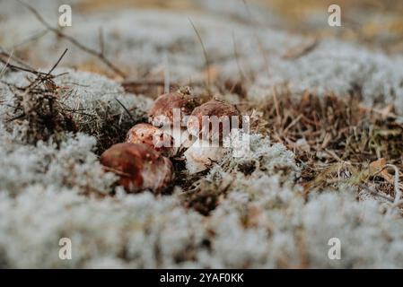 Bouquet de champignons Boletus pinophilus, communément connu sous le nom de bolete de pin ou bolete roi de pin poussant dans la forêt parmi la mousse de renne Banque D'Images