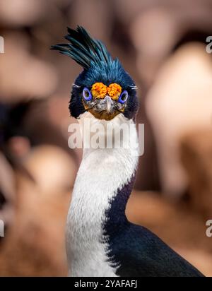 Gros plan sur le shag aux yeux bleus (Leucocarbo atriceps) Banque D'Images