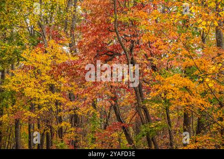 Feuillage d'automne coloré au parc national d'Amicalola Falls à Dawsonville, Géorgie. (ÉTATS-UNIS) Banque D'Images