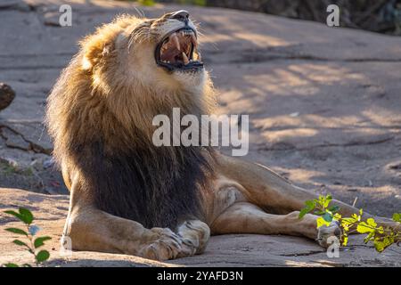 Lion africain mâle (Panthera leo) au zoo d'Atlanta près du centre-ville d'Atlanta, Géorgie. (ÉTATS-UNIS) Banque D'Images