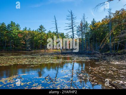 ECHO Pond dans une forêt mixte feuillus-conifères. Des nénuphars, des arbres accrocheurs et des signes d'activité des castors. Rocky Woods Reservation, Medfield, Massachusetts Banque D'Images