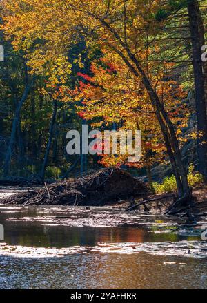 Scène d'automne à Echo Pond, Rocky Woods Reservation, Medfield, Massachusetts, avec un pavillon de castors le long du rivage, un feuillage d'automne vibrant et une eau réfléchissante Banque D'Images