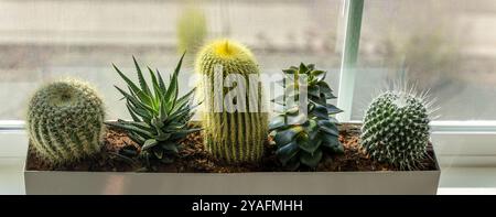 Groupe de petits cactus et succulentes dans le pot rectangle près de la fenêtre Banque D'Images