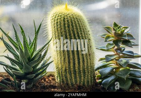 Groupe de petits cactus et succulentes dans le pot rectangle près de la fenêtre Banque D'Images