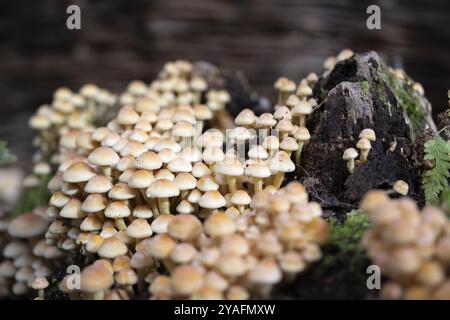 La touffe de conifères (Hypholoma capnoides), également connue sous le nom d'agarique au miel, pousse sur une souche d'arbre morte dans une forêt, une espèce de champignon comestible de la famille des Banque D'Images