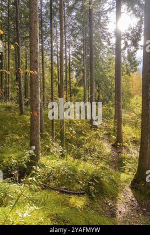 Les rayons de soleil traversent la forêt dense et illuminent le feuillage d'automne, le lac de Brienz, la Suisse, l'Europe Banque D'Images