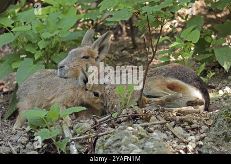 Mara (Dolichotis patagonum) avec juvénile, captif Banque D'Images