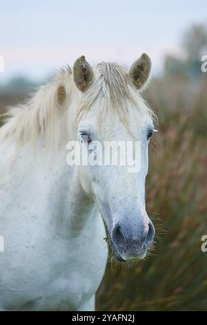 Gros plan d'un cheval blanc de Camargue avec une longue crinière sur un pré verdoyant dans une ambiance calme, Camargue, France, Europe Banque D'Images