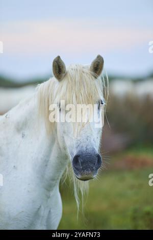 Gros plan d'un cheval blanc de Camargue avec une longue crinière sur un pré verdoyant dans une ambiance calme, Camargue, France, Europe Banque D'Images