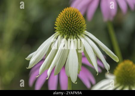 Echinacea purpurea, variété White Coneflower White Swan, Rhénanie du Nord-Westphalie, Allemagne, Europe Banque D'Images